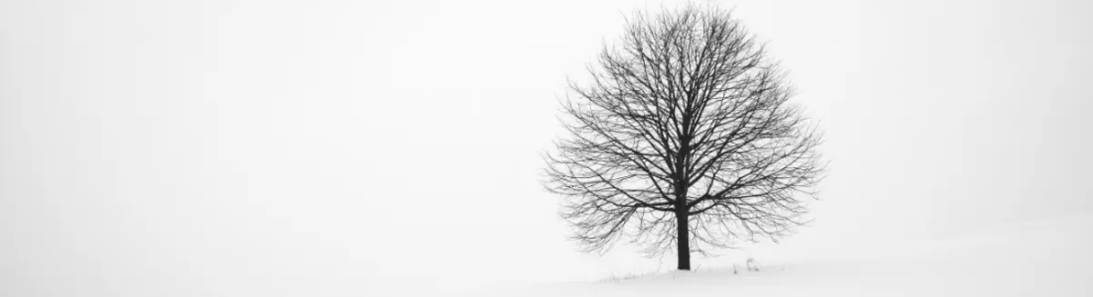 What is a binary tree and why would I ever want to reverse it