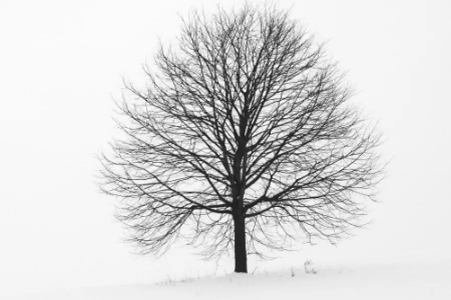 What is a binary tree and why would I ever want to reverse it