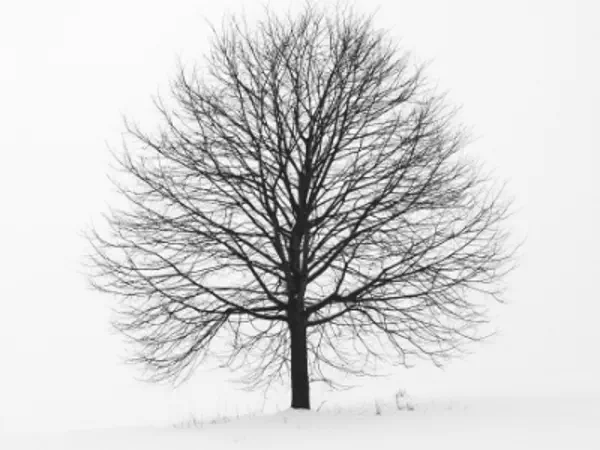 What is a binary tree and why would I ever want to reverse it